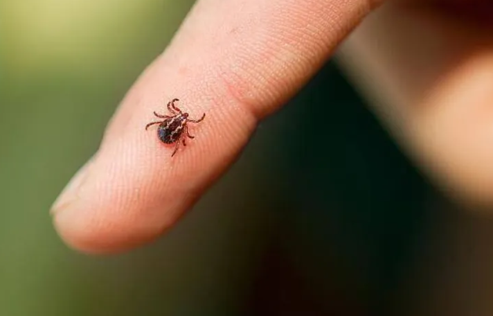 Alertă într-un parc din Cluj-Napoca! Mai mulți copii ar fi fost găsiți cu căpușe după ce s-au jucat lângă Podul Calvaria
