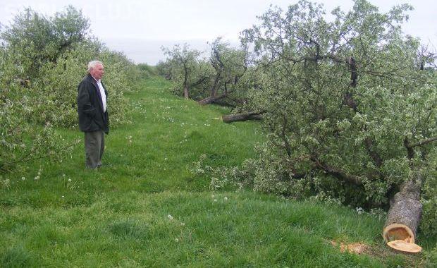 Patru tineri din Tureni au furat in 6 luni o livada intreaga 