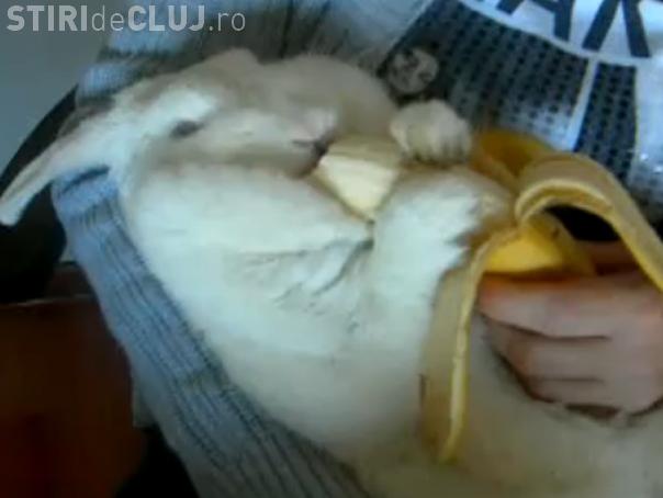 Cum mananca un iepure o banana VIDEO AMUZANT