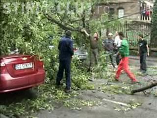 VIDEO - Un copac s-a prabusit pe strada Clinicilor peste trei autoturisme. Soferii nu au fost raniti, dar traficul a fost blocat