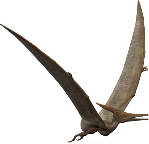 Cel mai mare Pterosaur din lume, cu o anvergura a aripilor de 16 metri, a fost descoperit in Romania, de un cercetator clujean