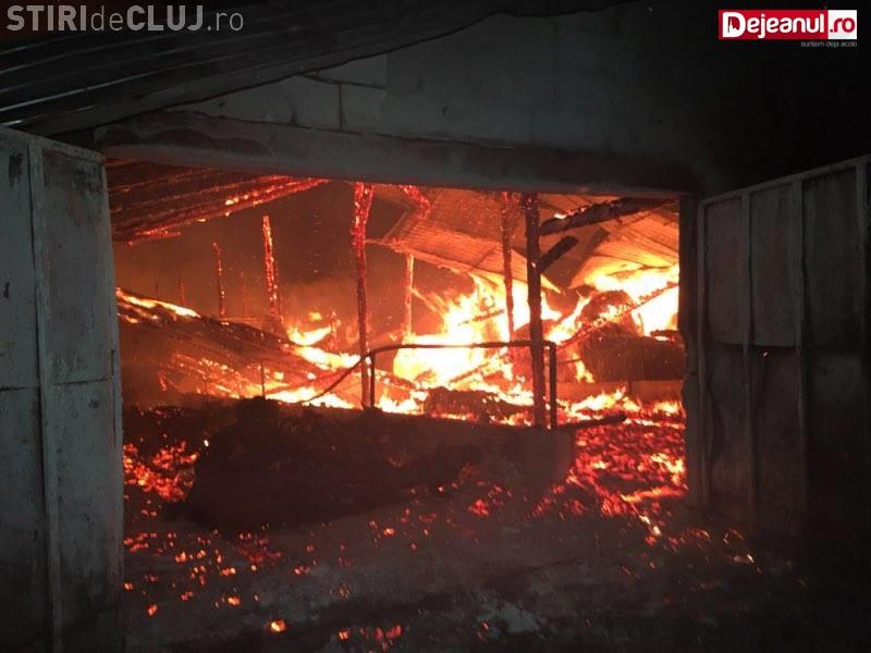 Cluj Incendiu Puternic La O Fermă De Vaci Mai Multe Animale Au