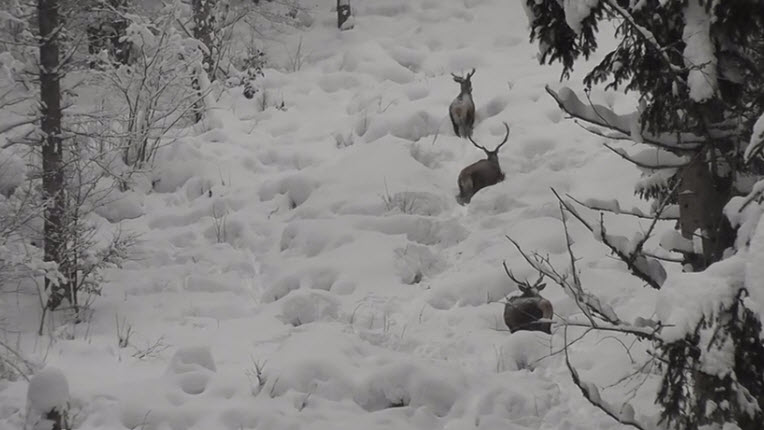 Imagini Superbe Cu Trei Cerbi Care Infruntă Iarna Intr O Pădure