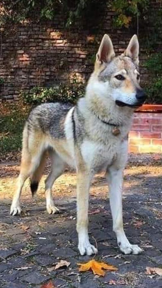 gradually considerate ugly Veste tristă despre câinele găsit la Pitești. Nu este Arya! Familia a  anuntat că lupul cehoslovac este încă liber - FOTO - Ştiri de Cluj