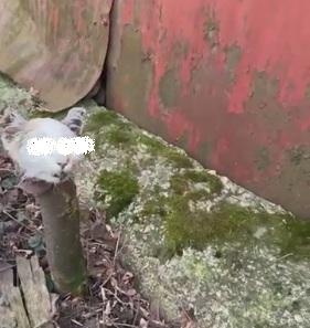 pisici decapitate.jpg