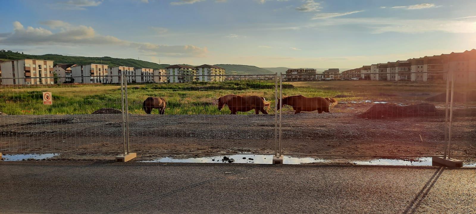 WhatsApp Image 2021-06-19 at 20.47.12.jpeg