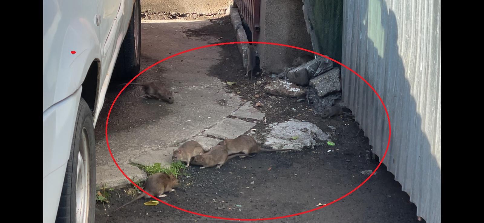 WhatsApp Image 2021-06-26 at 09.13.27 (2).jpeg