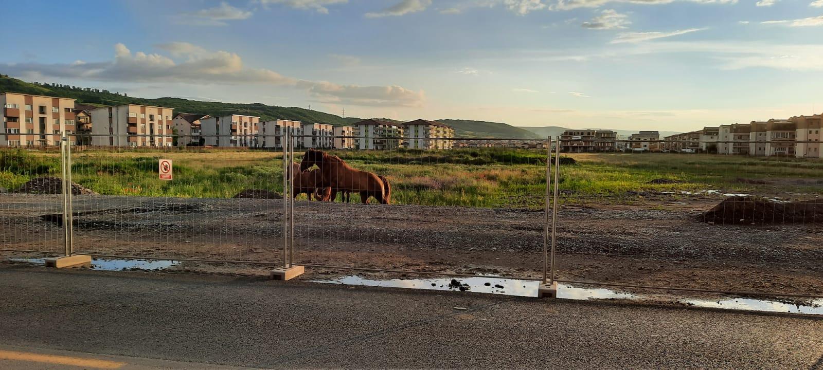 WhatsApp Image 2021-06-19 at 20.50.03.jpeg