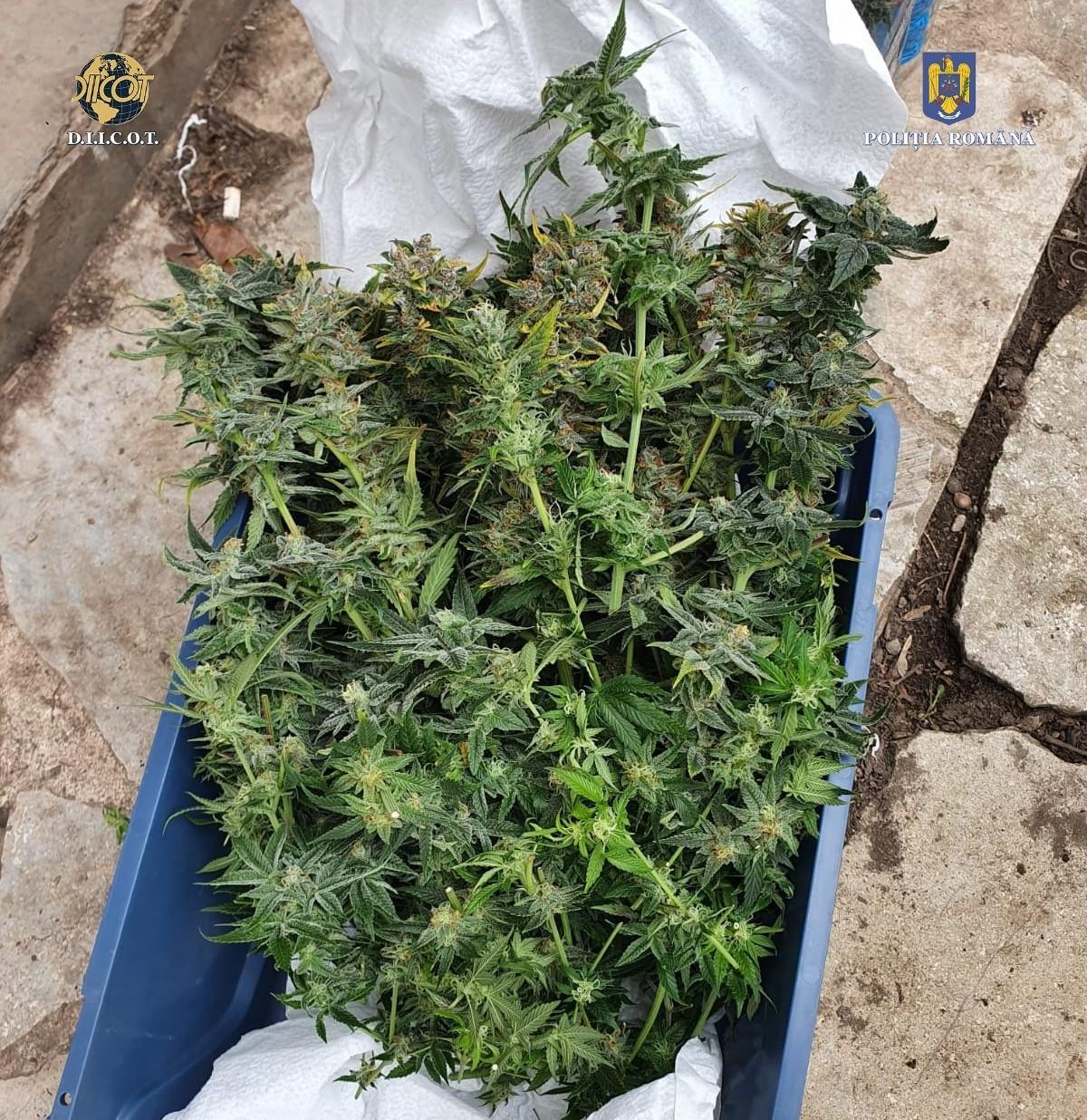 Percheziții BCCO (5).jpeg