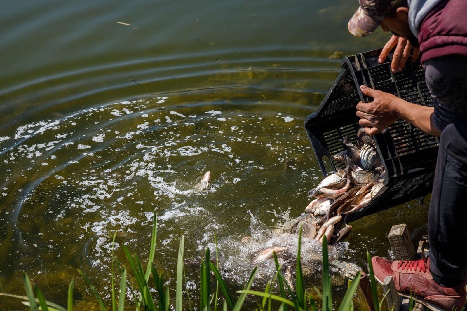 eliberare pesti lac iulius coperta.jpg