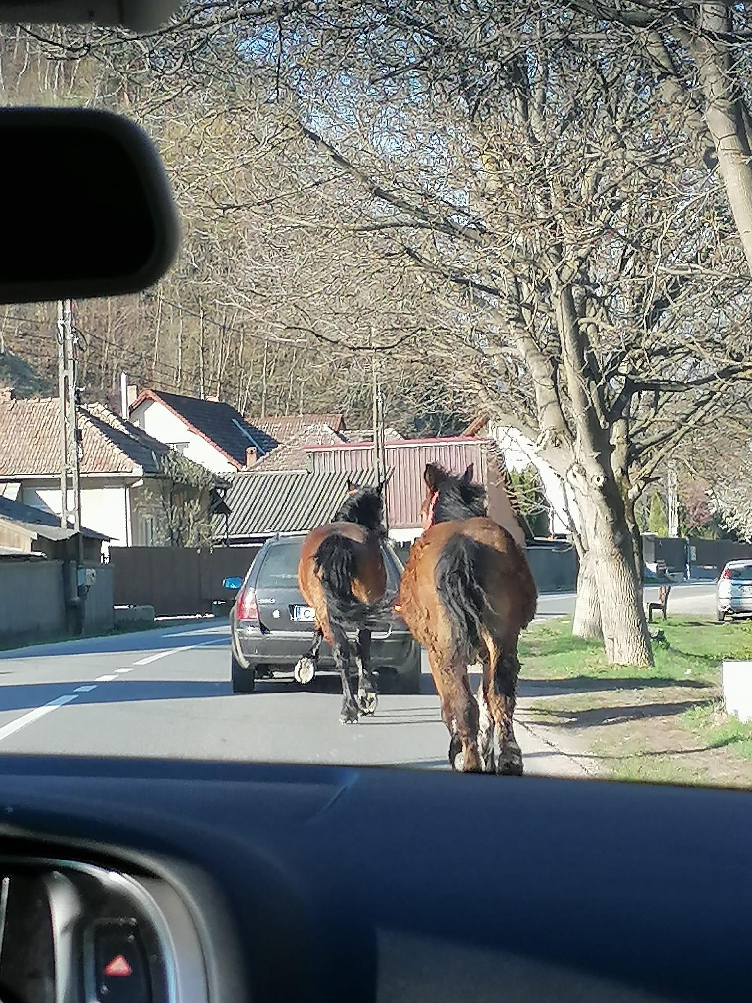 cal somesul rece 2.jpg