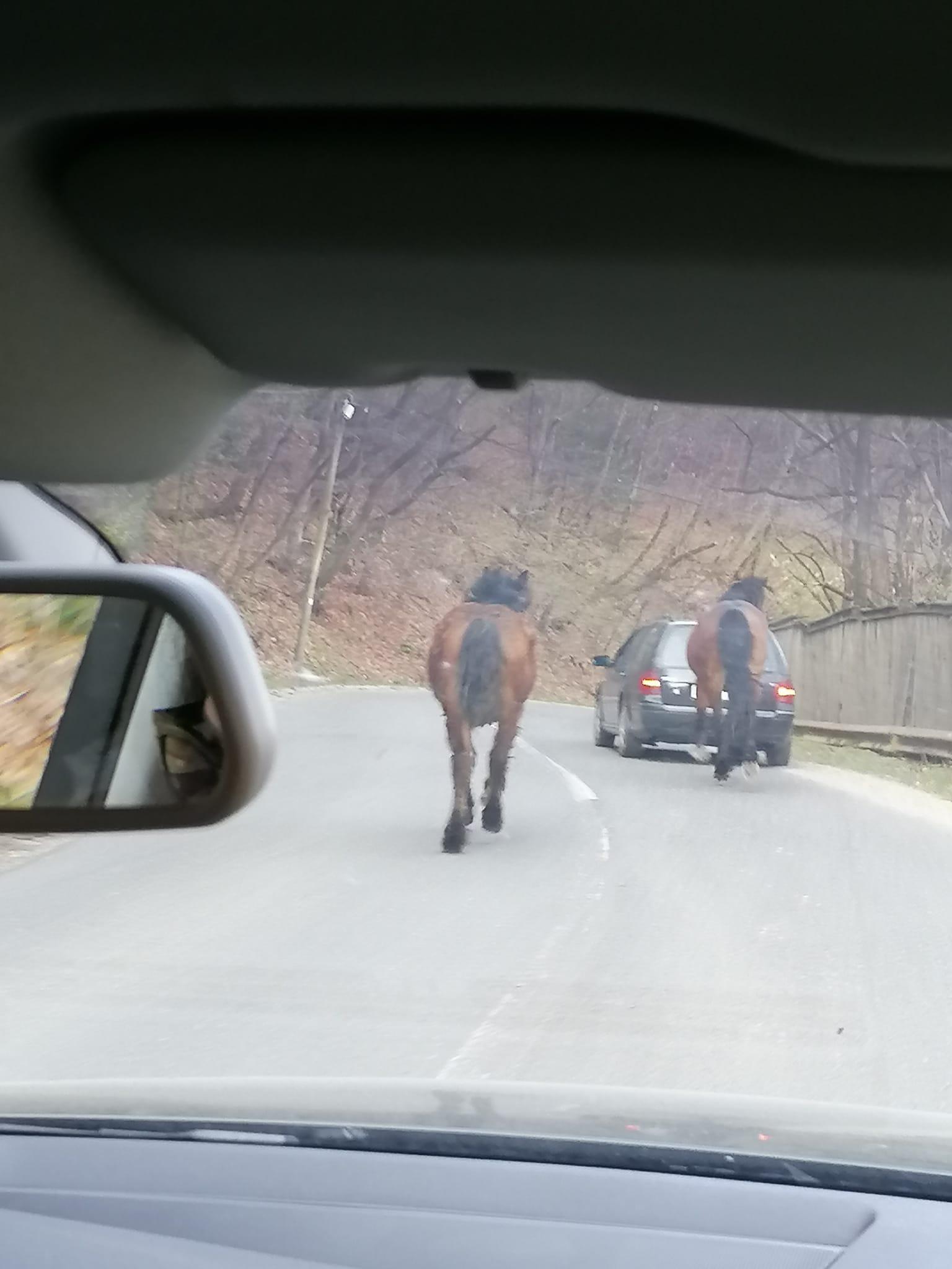 cal in somesul rece 1.jpg