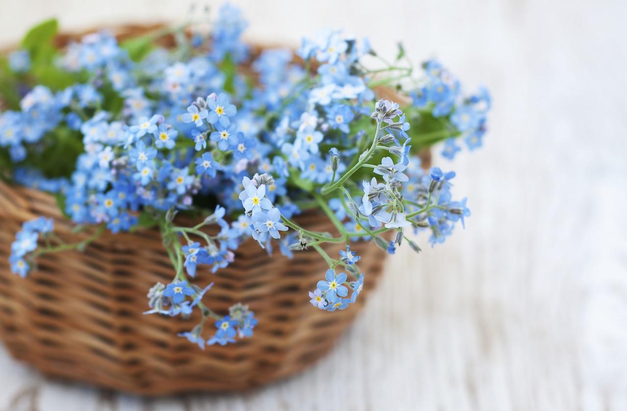 floare de nu ma uita.jpg