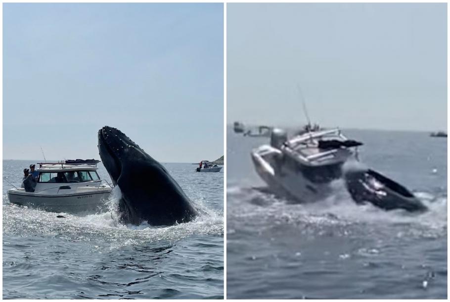 VIDEO - spectaculoase o balenă care sare din apă şi aterizează peste o barcă, sub privirile martorilor fascinaţi - Ştiri de Cluj