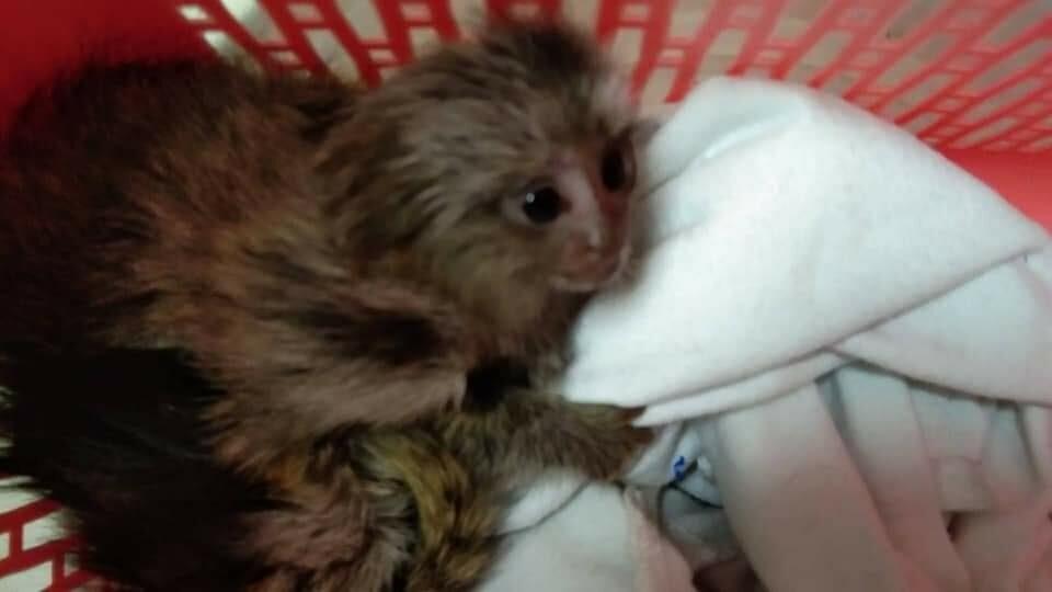 animale tailanda 4.jpg