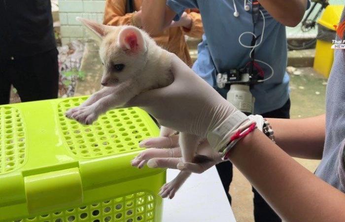 animale tailanda 2.jpg