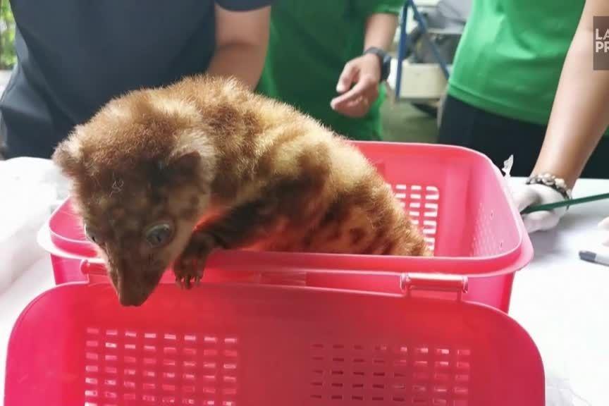 animale tailanda 1.jpg