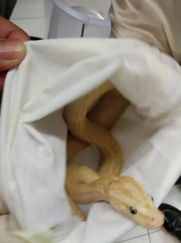 animale tailanda 5.jpg