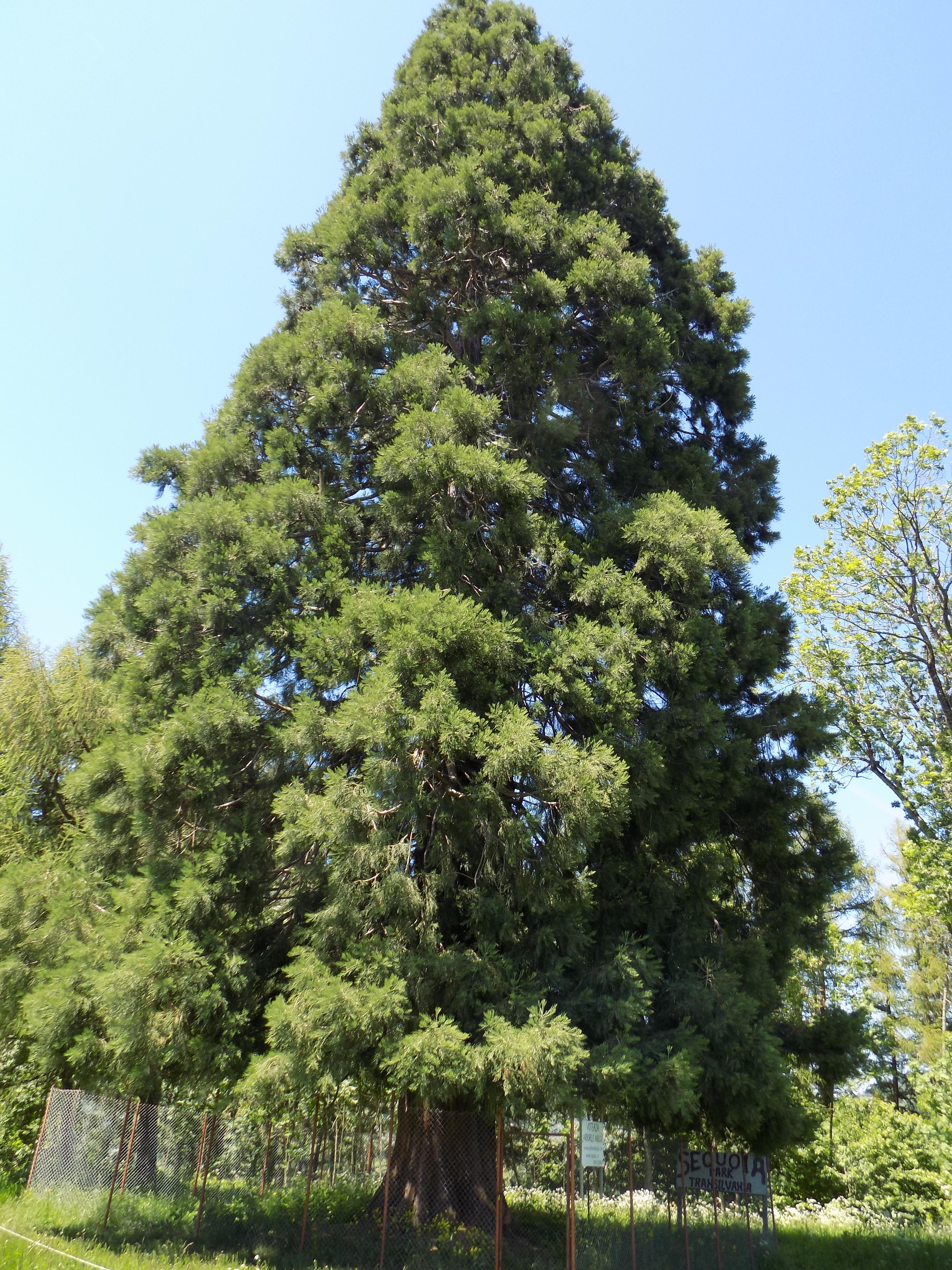Arborele de Sequoia.JPG