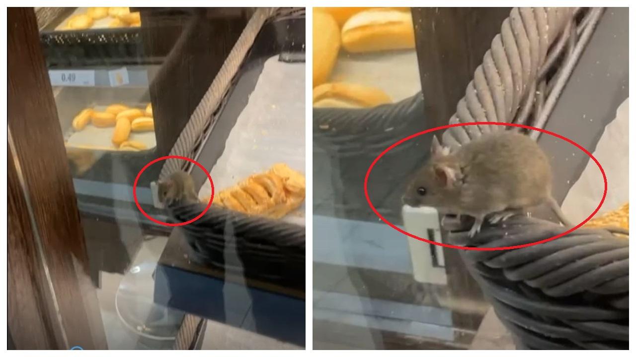 soricel nasaud 2.jpg