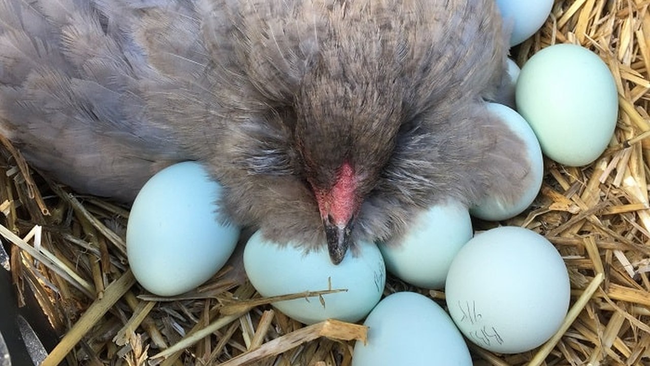 Куры которые несут цветные яйца породы. Амераукана яйца. Амераукана куры голубые яйца. Куры Араукана яйца. Араукана голубая.