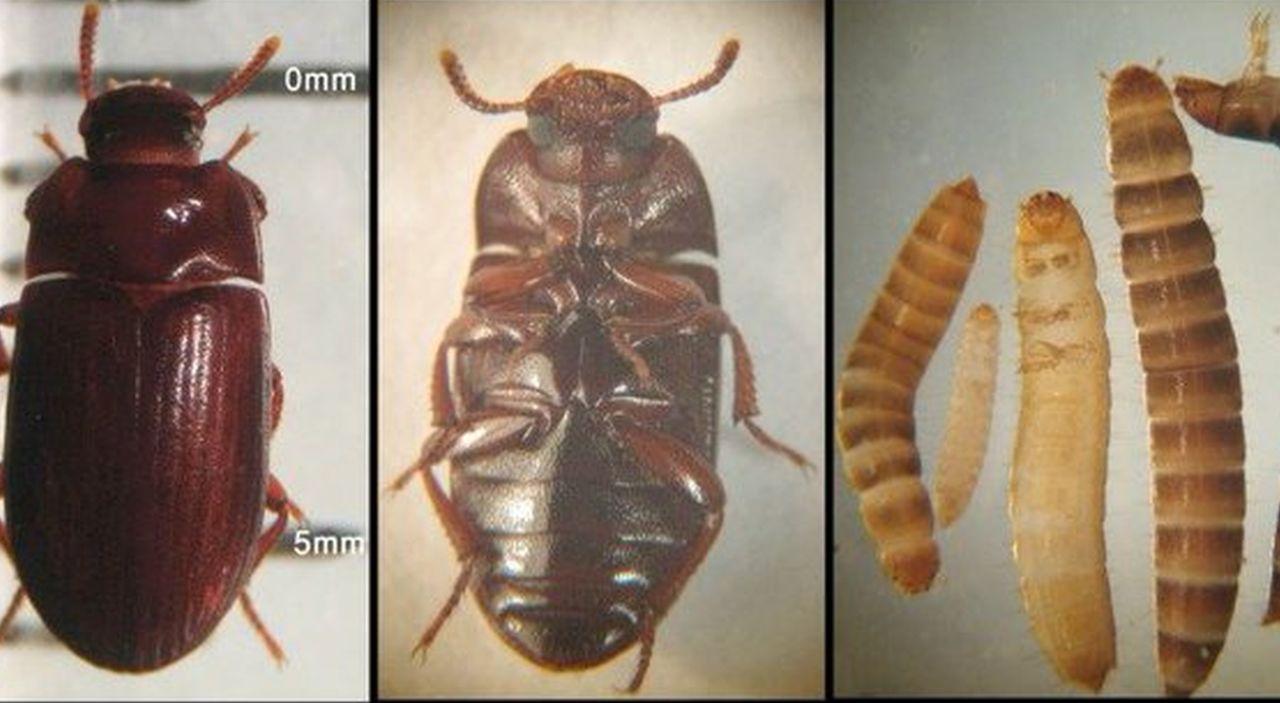 insecta de balegar.jpg