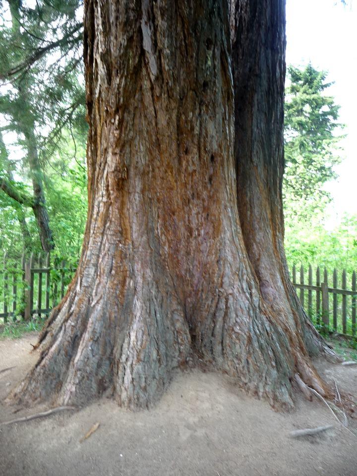 Sequoia3.jpg