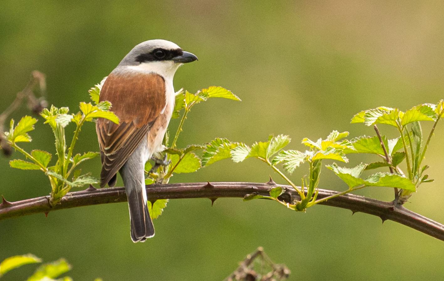 sfrancioc rosiatic.jpg