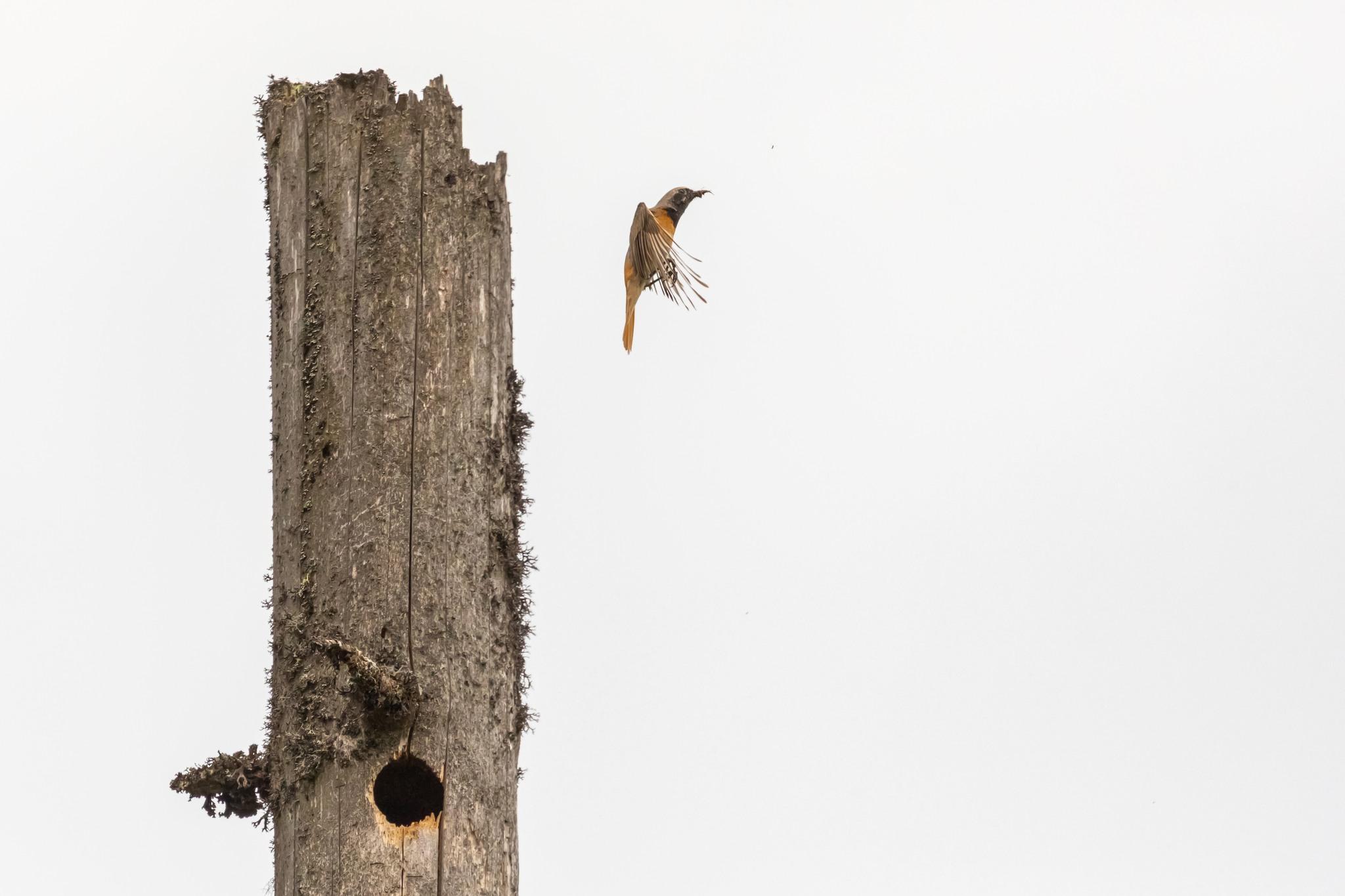 codros de padure.jpg