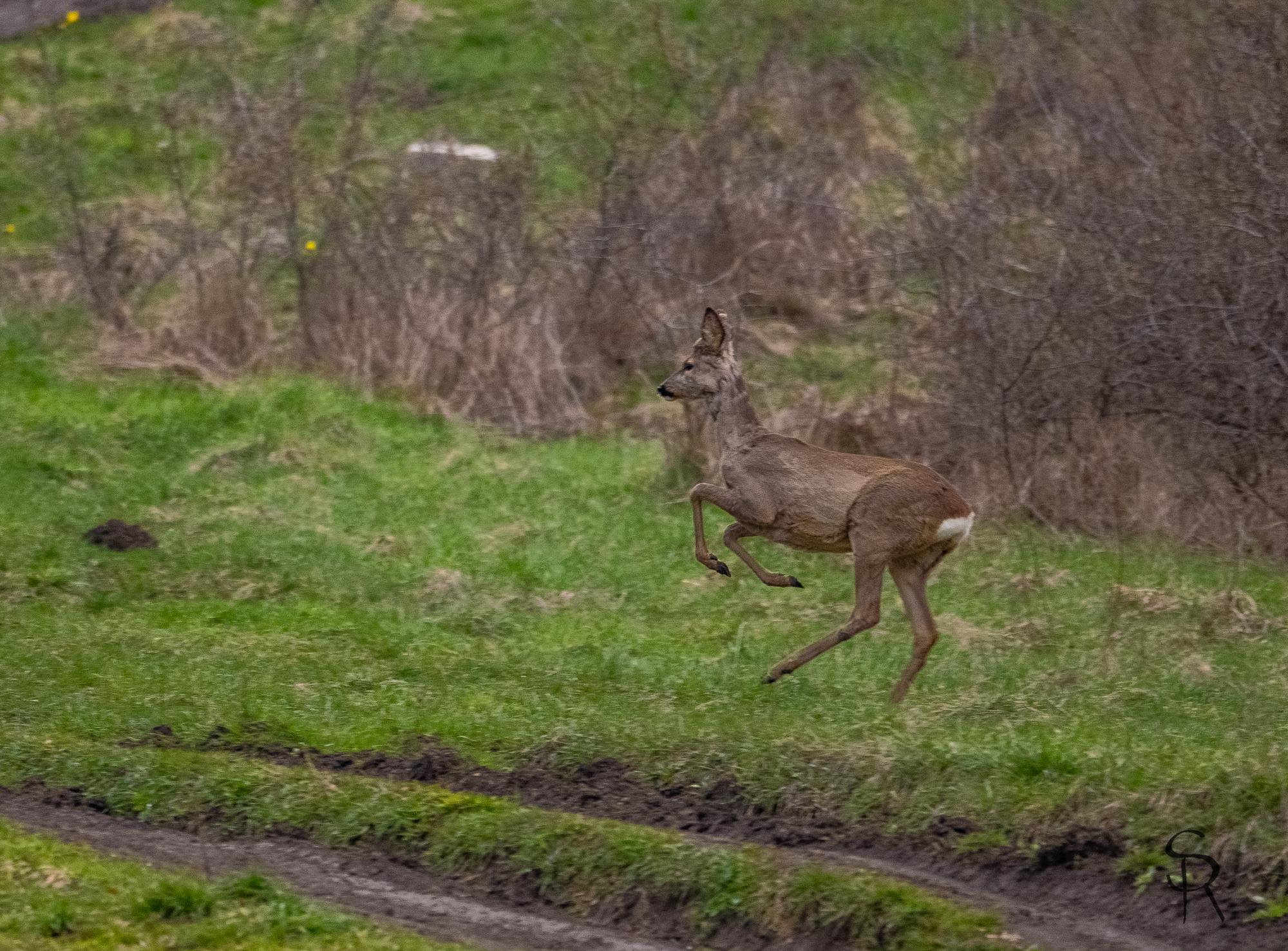 caprior alergand.jpg