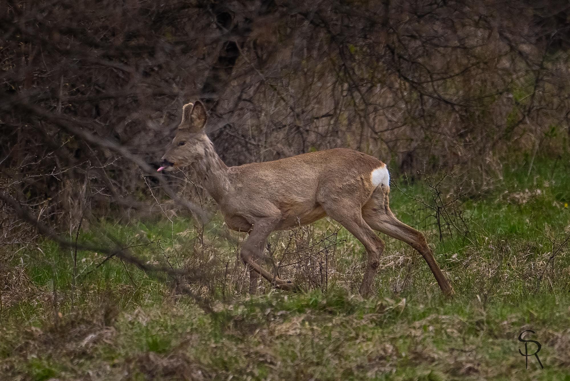 caprior cu limba scoasa.jpg