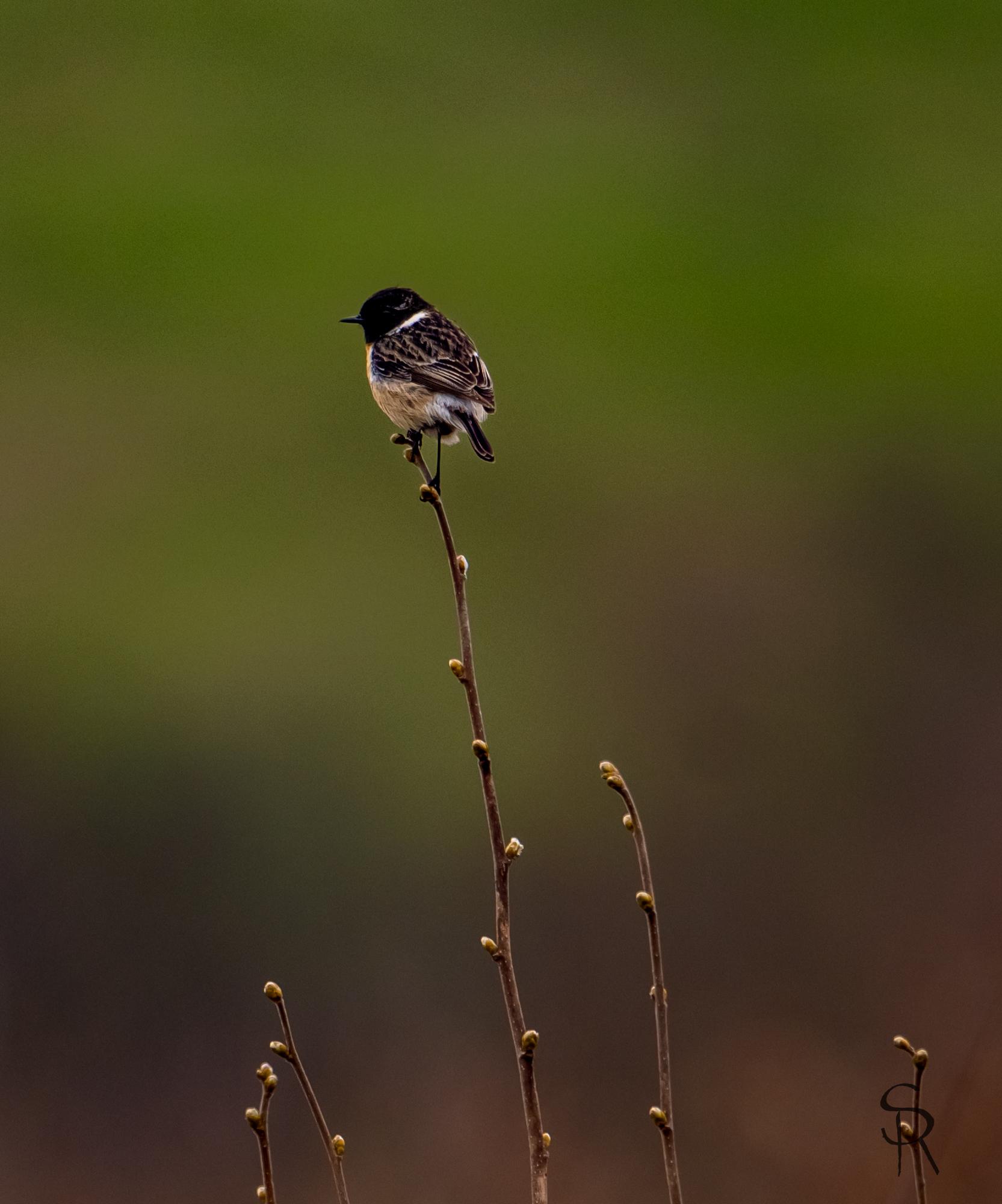 maracinar negru 2.jpg