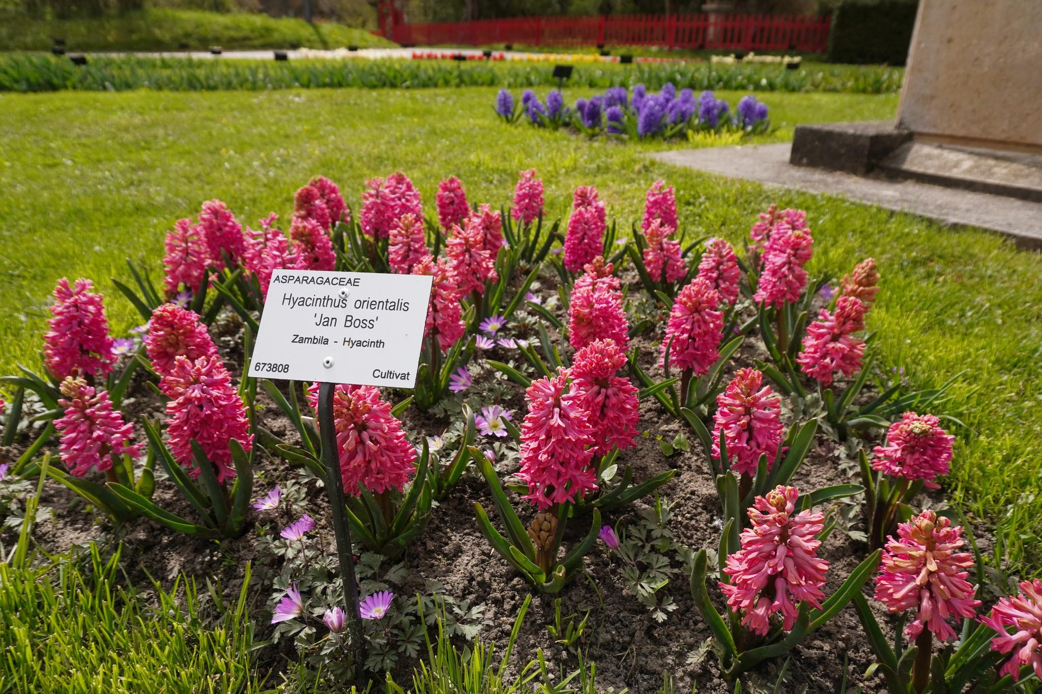 Hyacinthus orientalis 'Jan Bos'.jpg