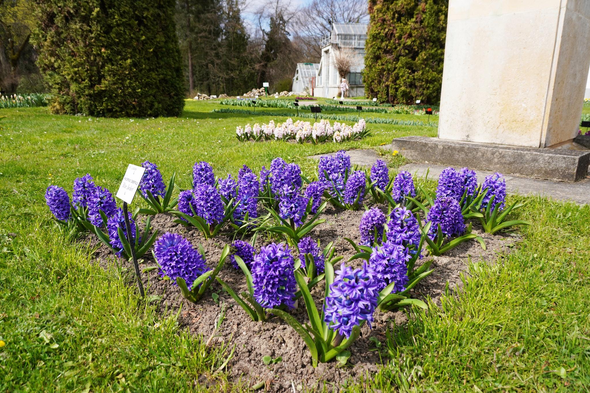 Hyacinthus orientalis 'Blue Jacket'.jpg