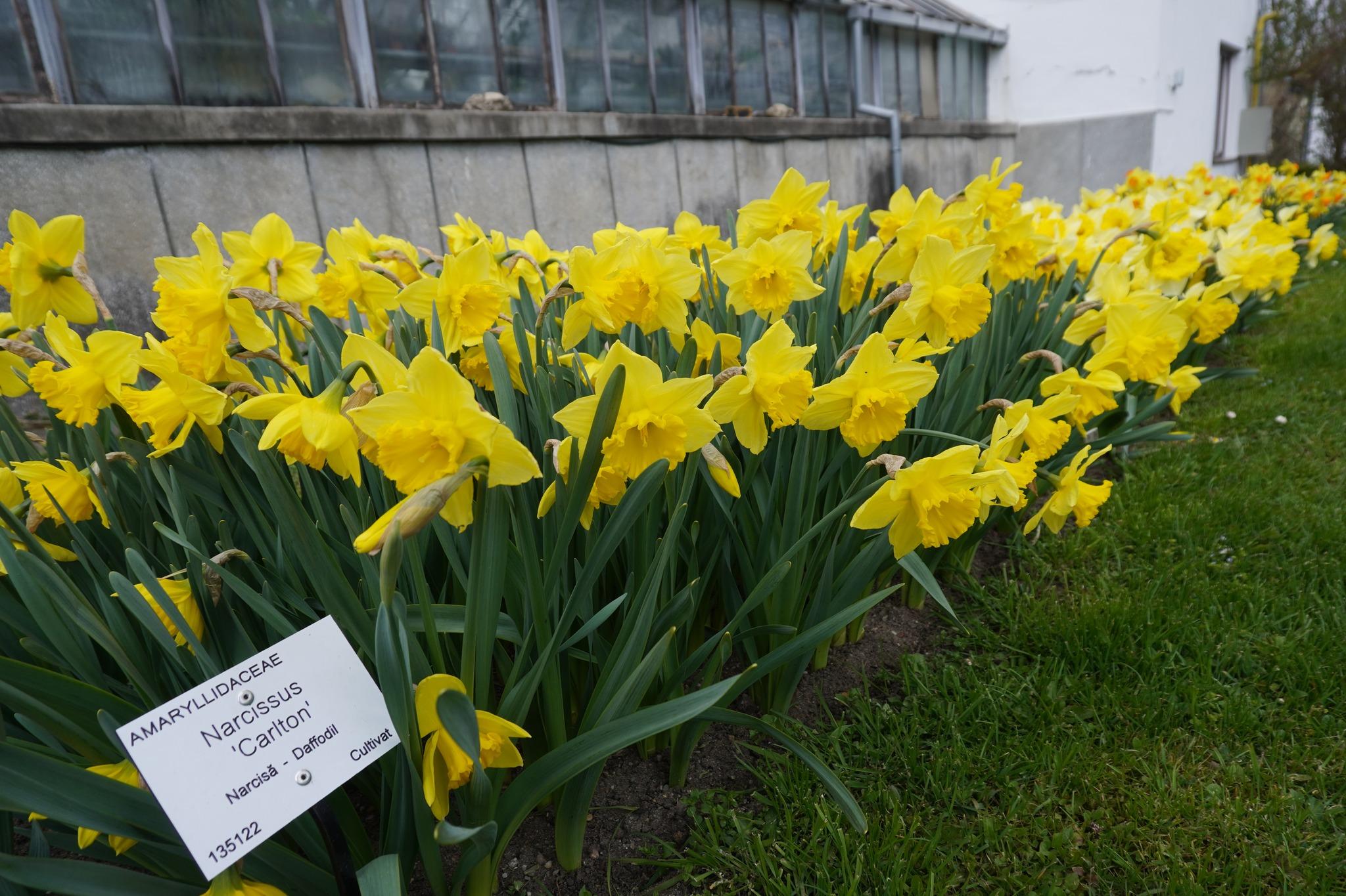 Narcissus Carlton.jpg