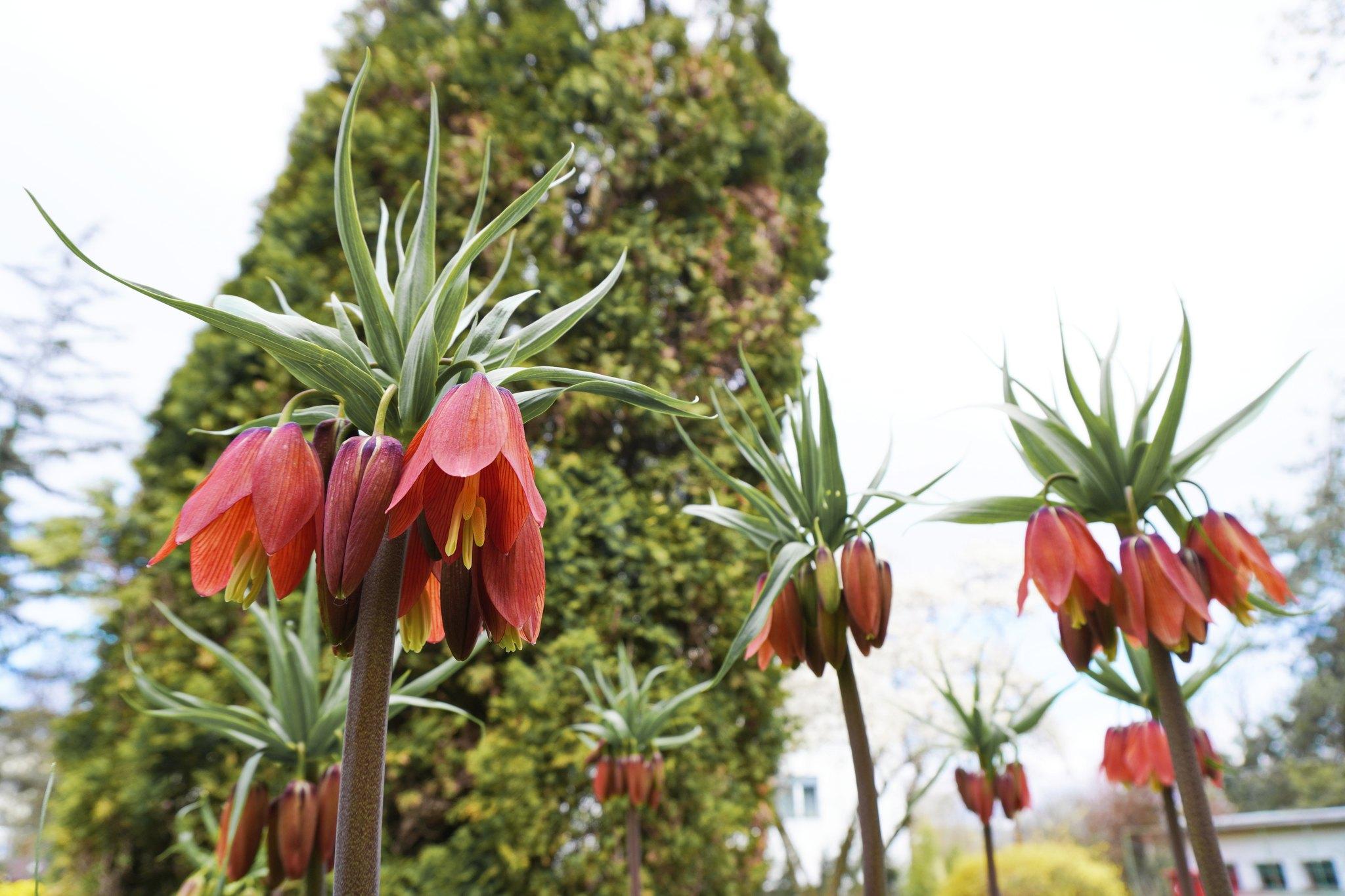 Fritillaria imperialis 'Red Beauty'.jpg