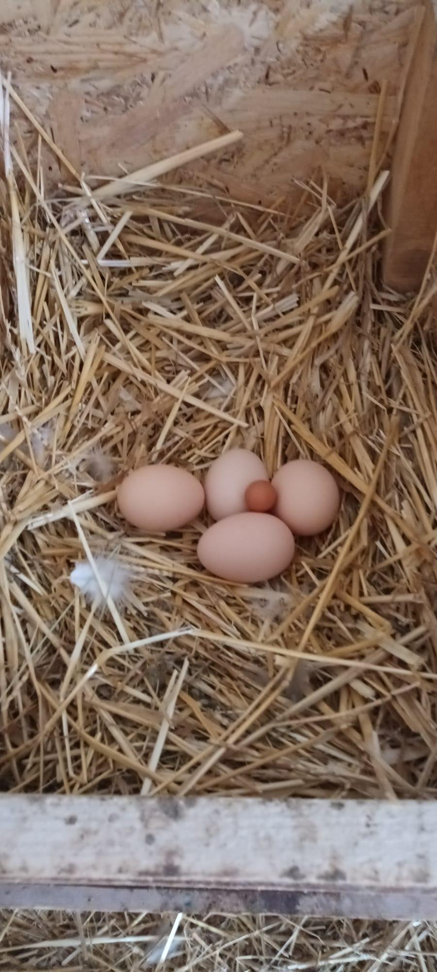 WhatsApp Image 2023-06-03 at 22.32.24 (5).jpeg