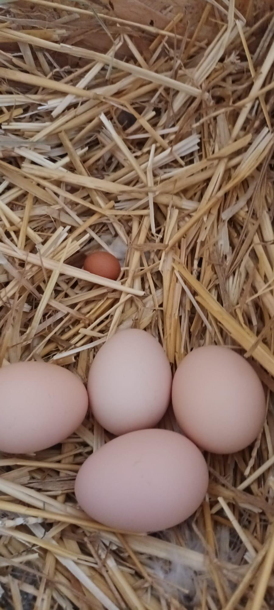 WhatsApp Image 2023-06-03 at 22.32.24 (4).jpeg