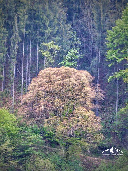 97136626_3256506177707161_8625662397710860288_n (1).jpg