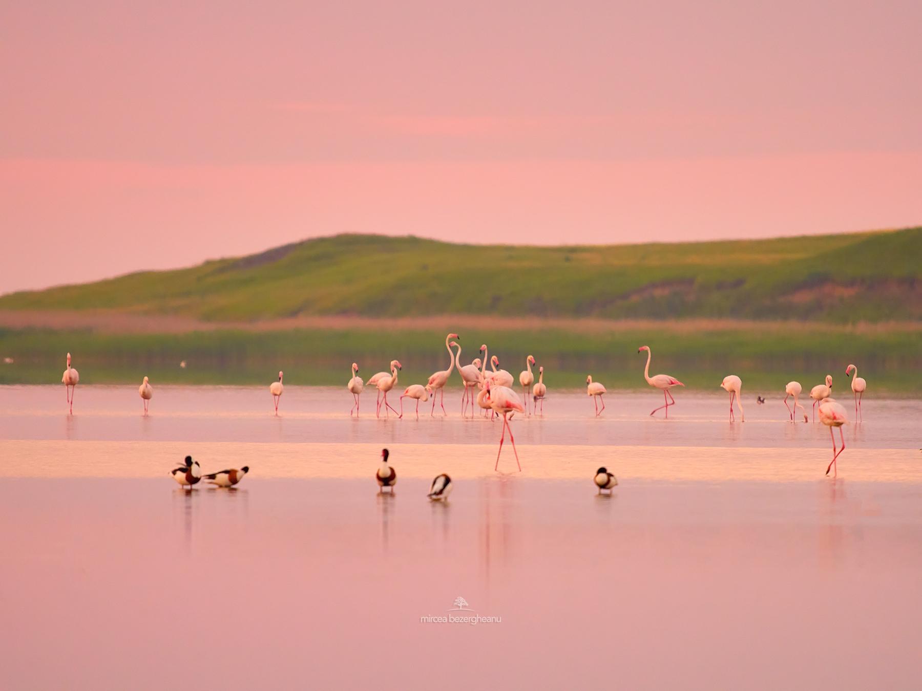 flamingodobrogea.jpg