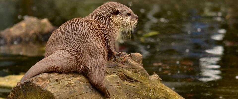 cropped-lutra_lutra_by_merlinsartwork-d45q8b8.jpg