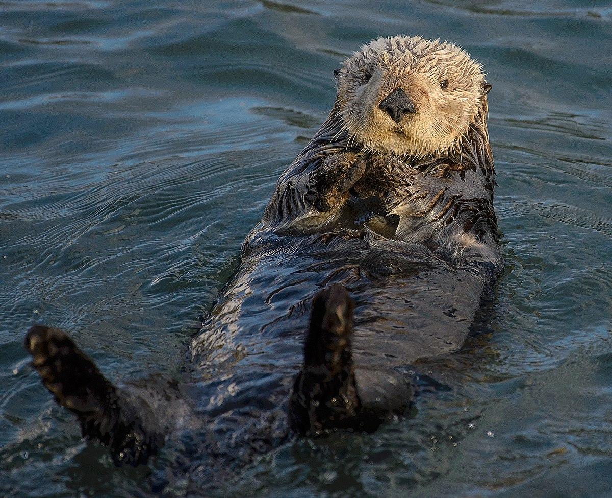 Sea_Otter_(Enhydra_lutris)_(25169790524).jpg