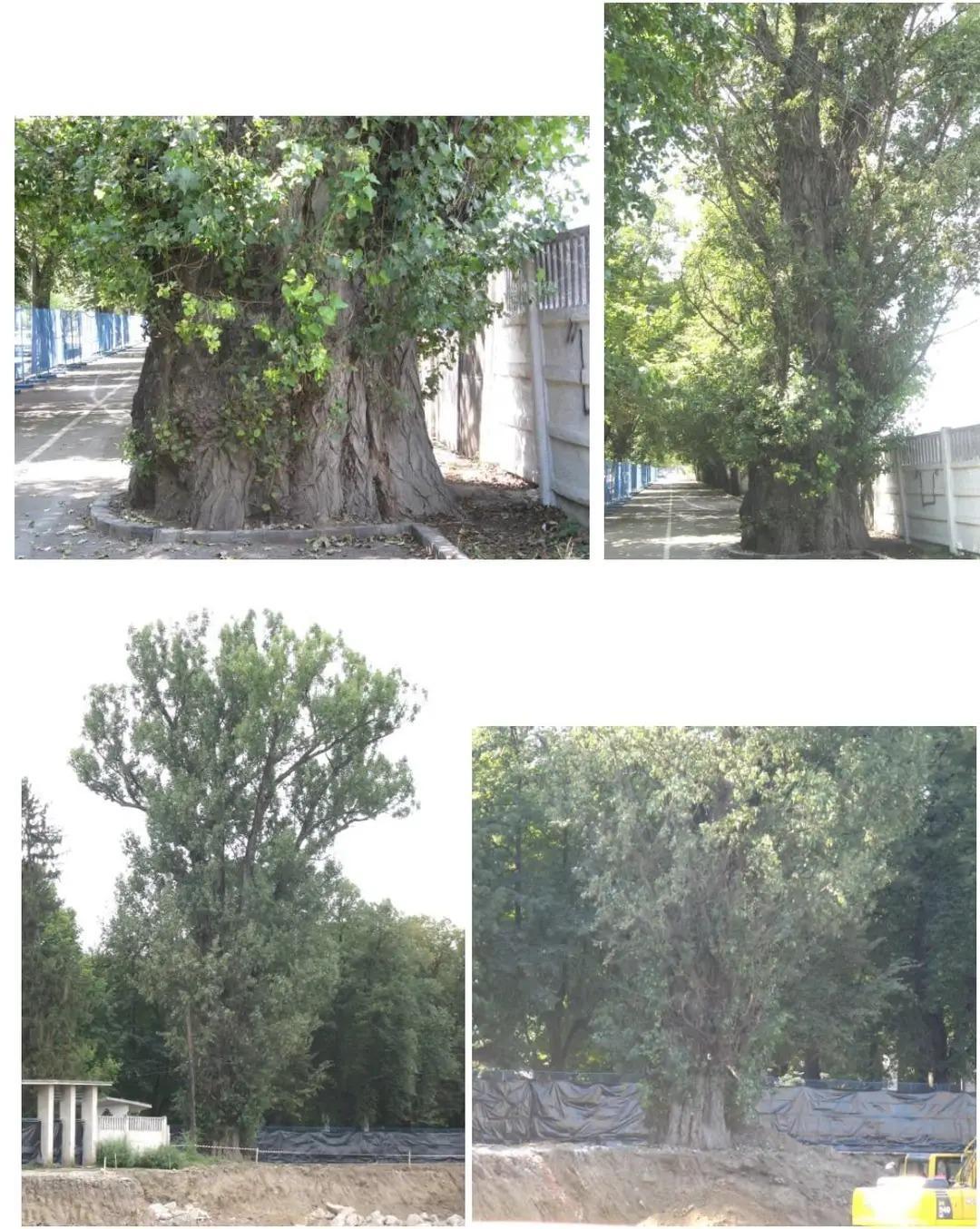 427923760_1122822352227267_7820425980463384100_n (1).jpg