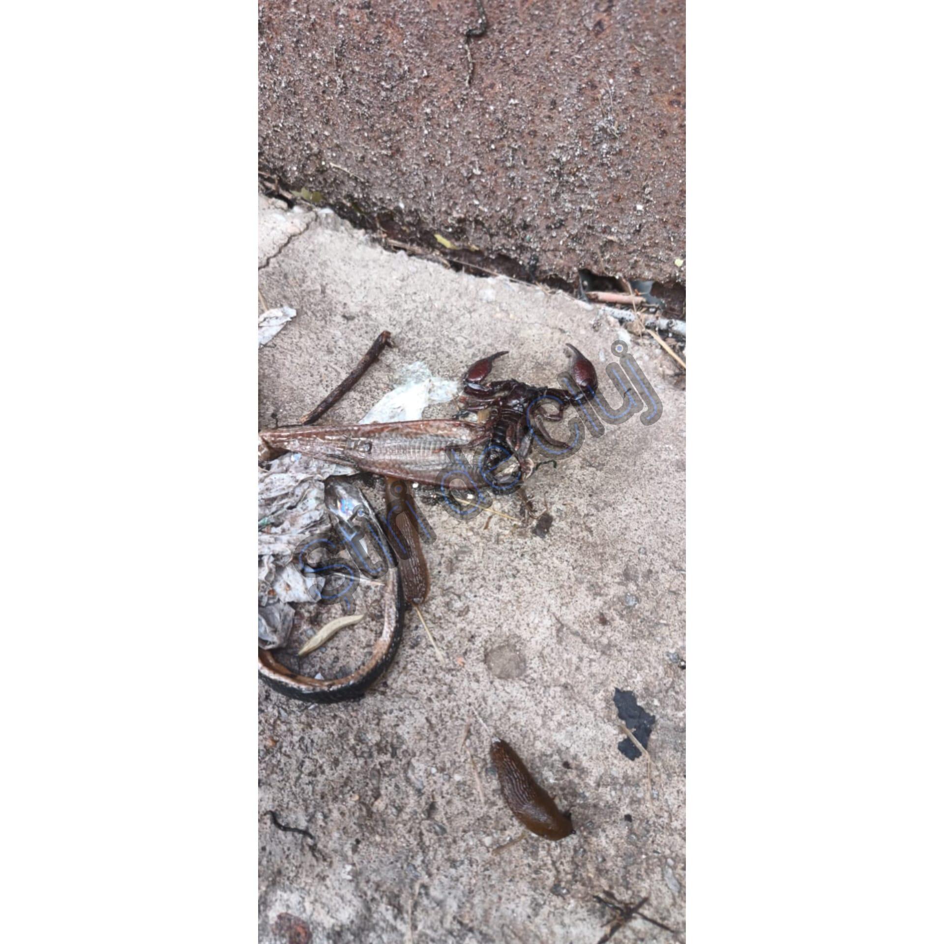 WhatsApp Image 2024-06-14 at 11.04.04_37b52ec4.jpg