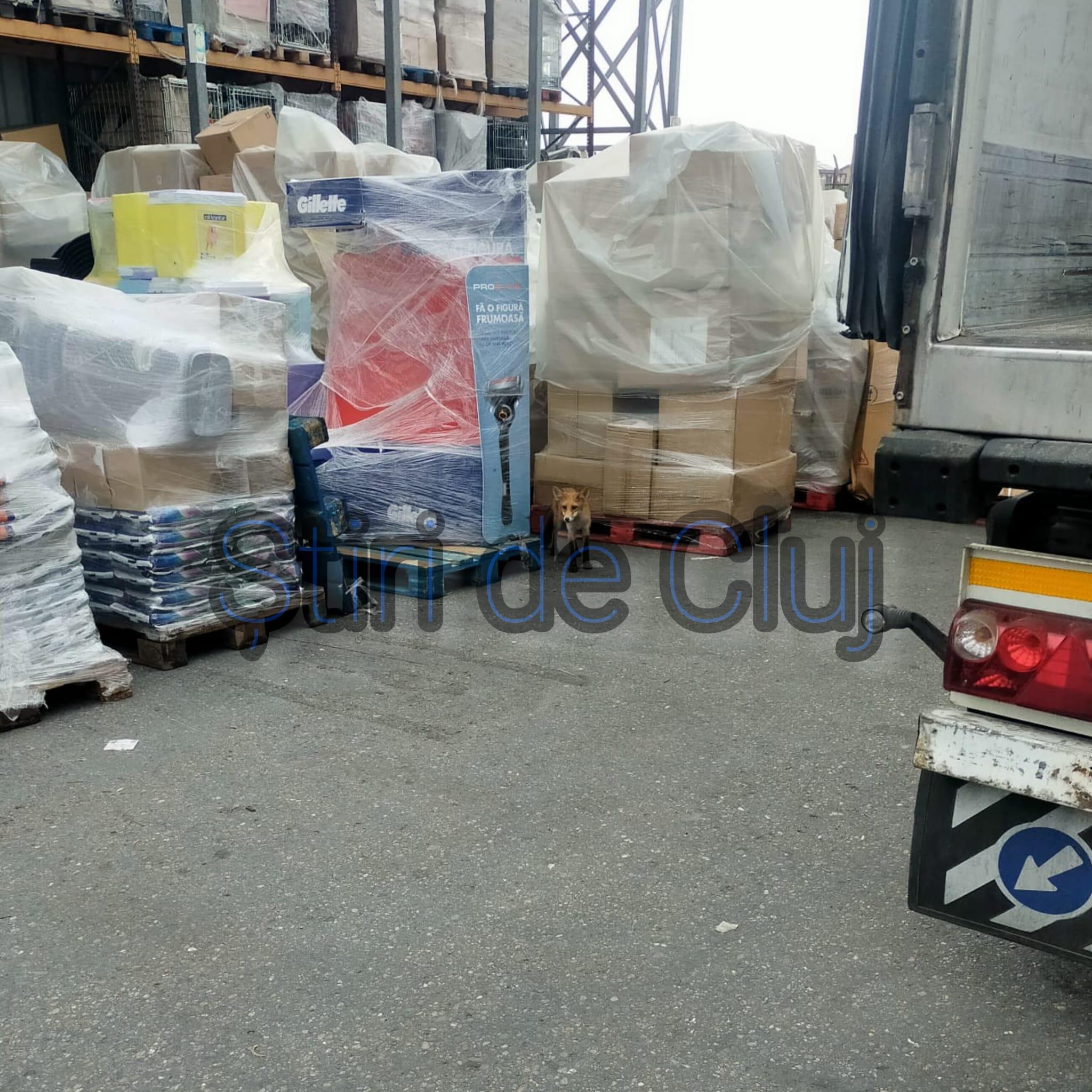 vulpe stiri de cluj 2.jpg