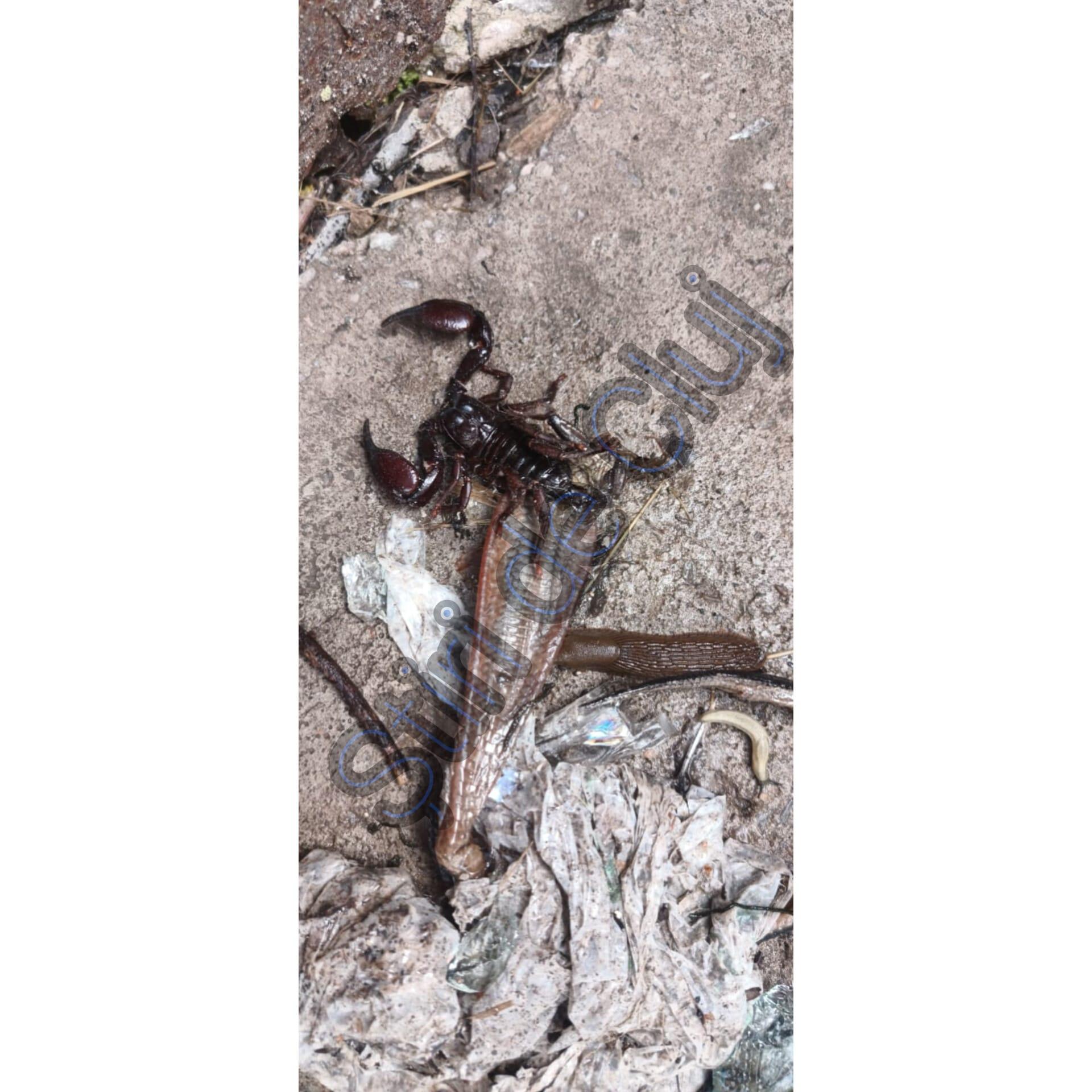 WhatsApp Image 2024-06-14 at 11.07.20_4a2b3be6.jpg