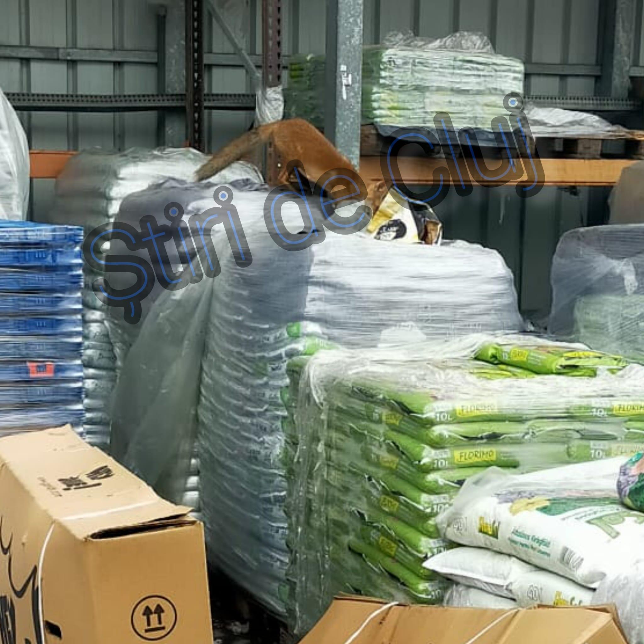 vulpe stiri de cluj 3.jpg