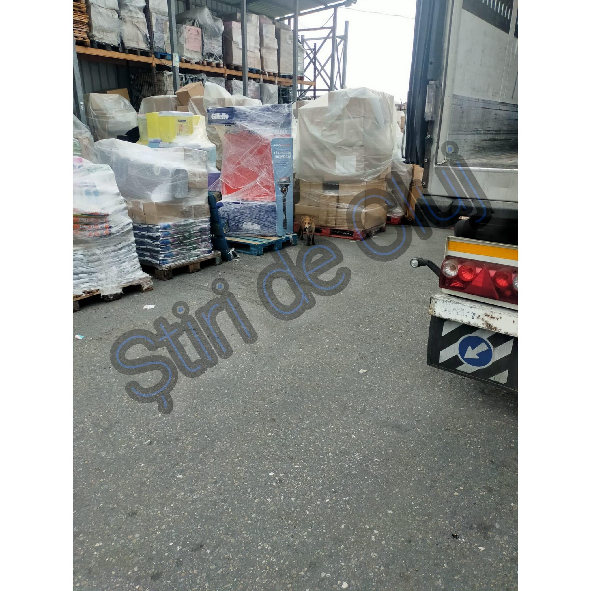 vulpe stiri de cluj 6.jpg