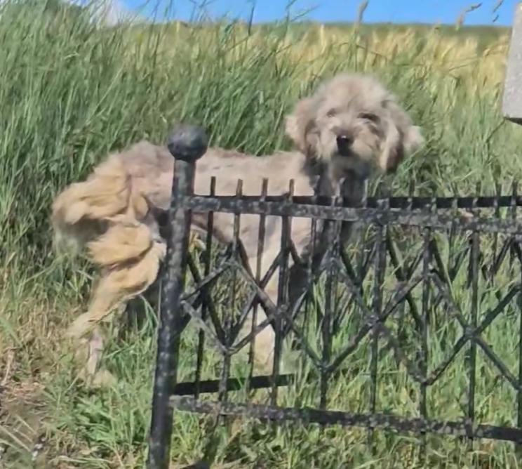 catel abandonat 2.png