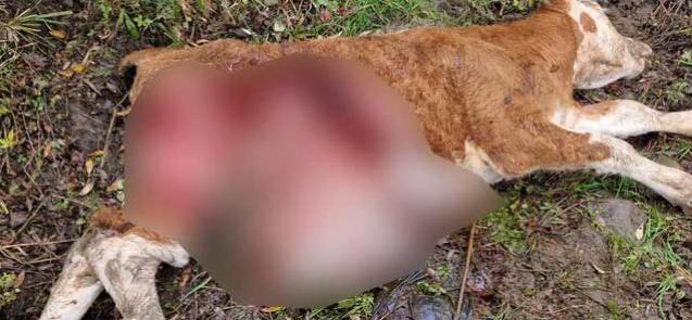 Screenshot 2024-10-17 103513.png